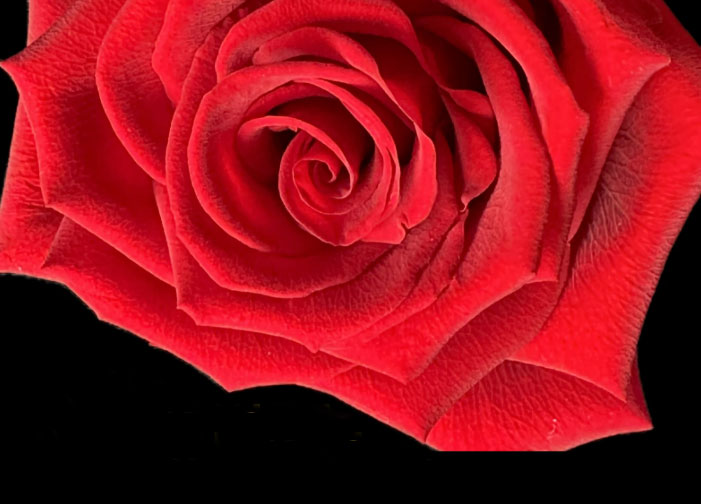 Simpósio Internacional Mulheres Regentes (detalhe da arte)
